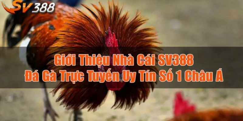 Sảnh SV388 là một trong những địa điểm uy tín hàng đầu châu Á